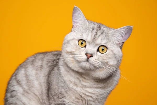 Симпатичная пушистая британская короткошерстная кошка на желтом фоне — стоковое фото