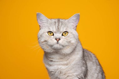 Sarı arka planda güzel İngiliz kısa kedi portresi