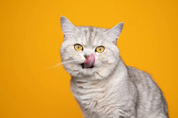 Cute british shorthair cat hungry licking lips on yellow background — Stock Photo, Image