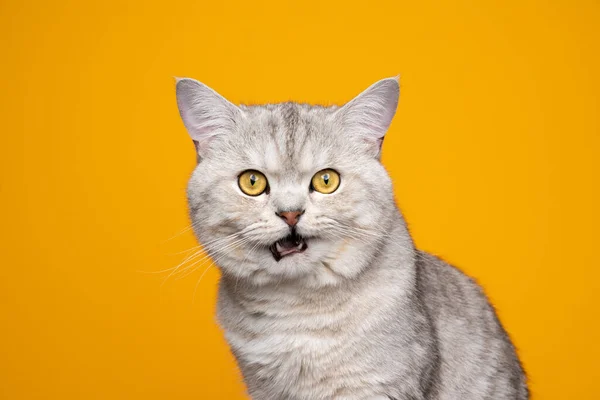 Fofo britânico shorthair gato fazendo engraçado cara meowing no fundo amarelo — Fotografia de Stock