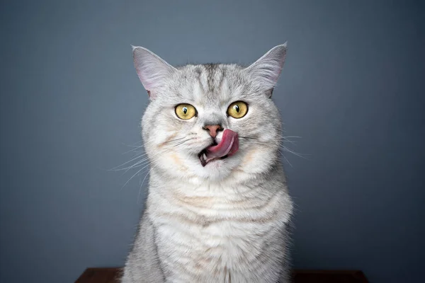 Πεινασμένη γάτα γλείφει τα χείλη κοιτάζοντας κάμερα περιέργως σε γκρι φόντο — Φωτογραφία Αρχείου