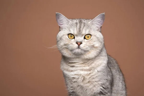 Fluffigt silver skuggad brittisk stenografikatt porträtt på brun bakgrund — Stockfoto