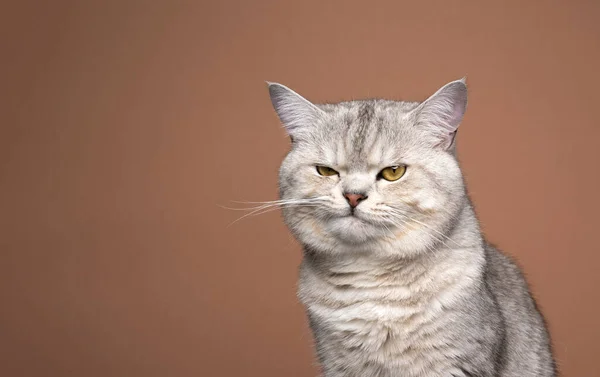 毛茸茸的银色猫看上去脾气暴躁，在棕色背景下很不高兴 — 图库照片