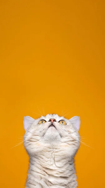 Curious british shorthair cat looking up at copy space on yellow background — Stock Photo, Image