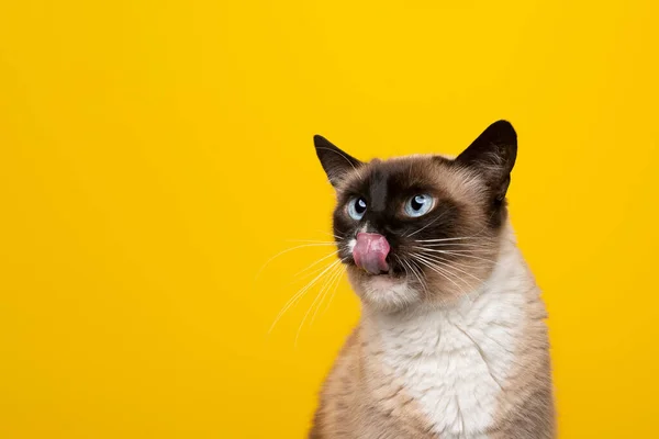 Hungrige siamesische Katze leckt Lippen und schaut zur Seite auf gelbem Hintergrund — Stockfoto