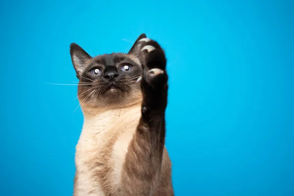 Playful siamese cat raising paw showing claws on blue background — Stock Photo, Image