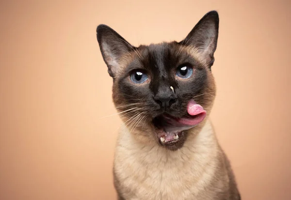 Голодний сиамський кіт з блакитними очима облизує губи безладною мордою — стокове фото