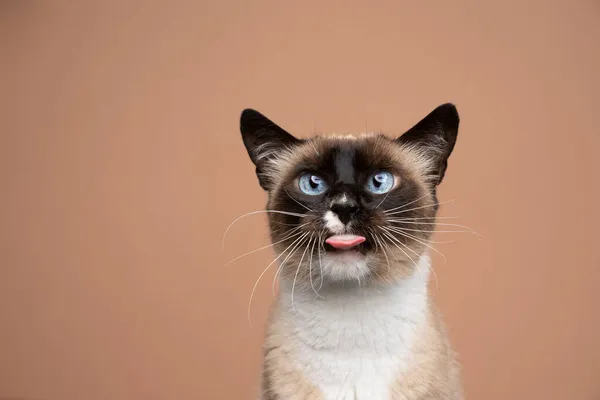 Naughty siamese cat sticking out tongue making funny face — Stock Photo, Image