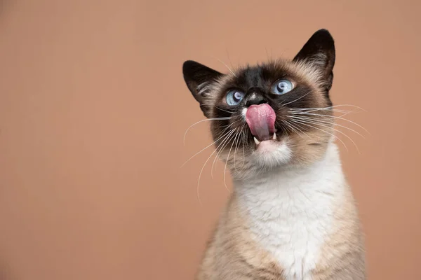 Hambre siamés gato lamiendo labios mirando arriba en fawn color fondo — Foto de Stock