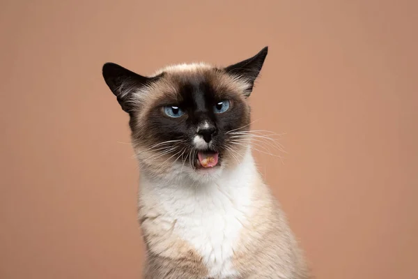 Σιαμαία γάτα αντιπαθεί γατοτροφή κάνοντας αστείο πρόσωπο φαίνεται αηδιασμένος — Φωτογραφία Αρχείου