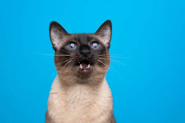 Point d'étanchéité chat siamois avec bouche ouverte regardant vers le haut miaulement — Photo