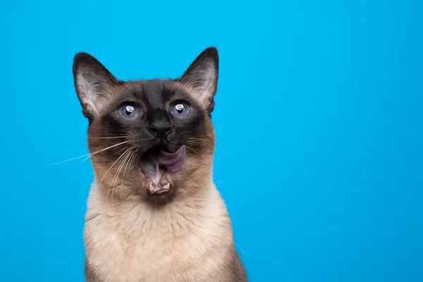 Hungry seal point siamese cat with mouth wide open licking lips — Stock Photo, Image