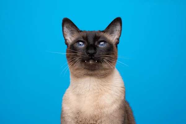 Siamese gato haciendo divertido cara mostrando dientes buscando como un vampiro — Foto de Stock