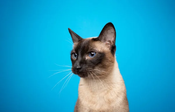 Retrato de gato siamés sobre fondo azul mirando a un lado — Foto de Stock
