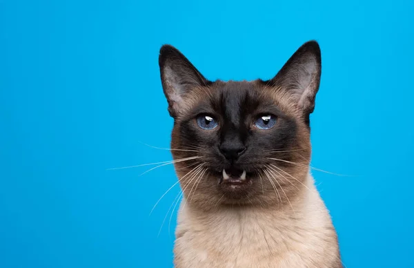 Piękny pieczęć punkt syjamski kot portret z usta otwarte meowing — Zdjęcie stockowe