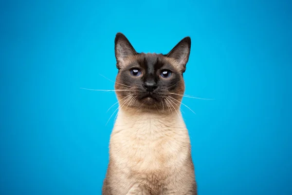 Seal point siamese cat with blue eyes portrait on blue background — Stock Photo, Image