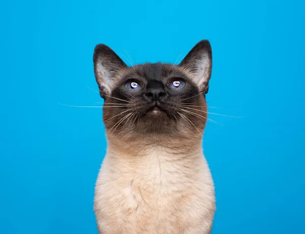 Curioso retrato de gato siamés con ojos azules mirando hacia arriba sobre fondo azul — Foto de Stock