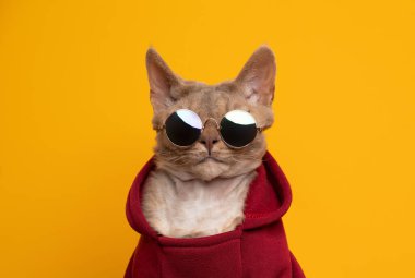 Güzel kedi portresi. Fawn Leylak Devon Rex Cat kırmızı kapüşonlu ve güneş gözlüklü