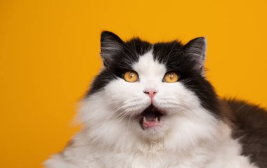 Komik surat İngiliz uzun saçlı kedi ağzı açık kalmış şoka uğramış gibi görünüyor.