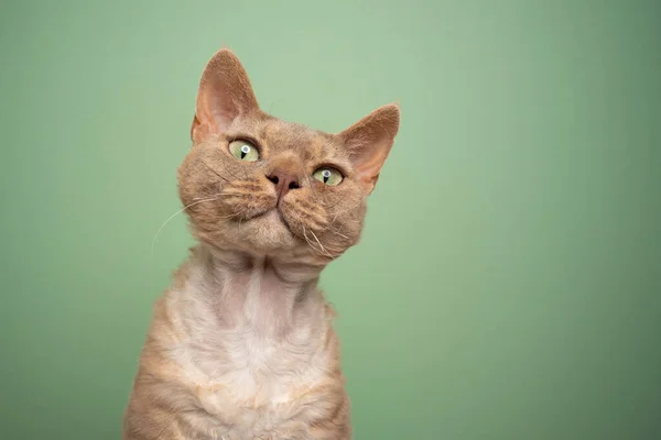 Lilla devon rex gatto guardando irritato o sorpreso su sfondo verde menta — Foto Stock