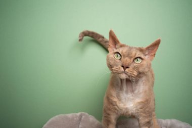 Yeşil arka planda yeşil gözlü güzel leylak rengi Devon Rex Cat.