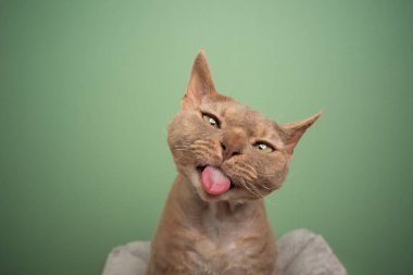 Devon Rex Cat 'in yeşil arka planda garip bir yüz ifadesi var.