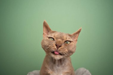 Devon Rex Cat 'in yeşil arka planda garip bir yüz ifadesi var.