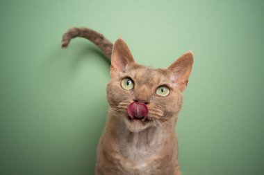 hungry devon rex cat licking lips on green background clipart
