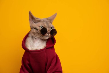 Güzel kedi portresi. Leylak Devon Rex Cat kırmızı kapüşonlu ve yuvarlak güneş gözlüklü.
