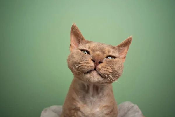 Lila devon rex gato haciendo divertido cara con ojos entrecerrados sobre menta verde fondo — Foto de Stock