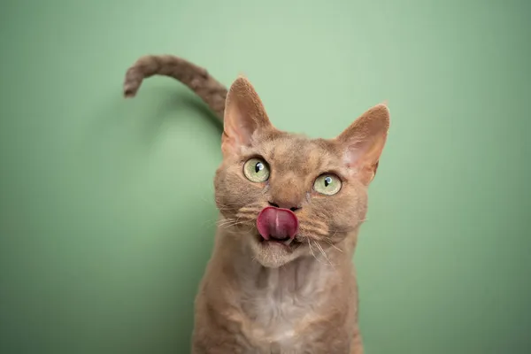 Голодный Девон Рекс кот облизывает губы на зеленом фоне — стоковое фото