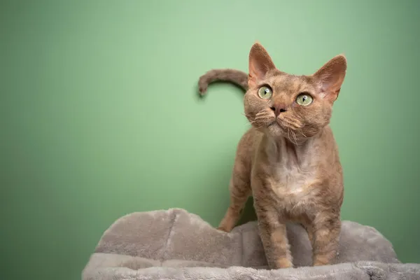 Hermoso lila devon rex gato con verde ojos en verde fondo — Foto de Stock