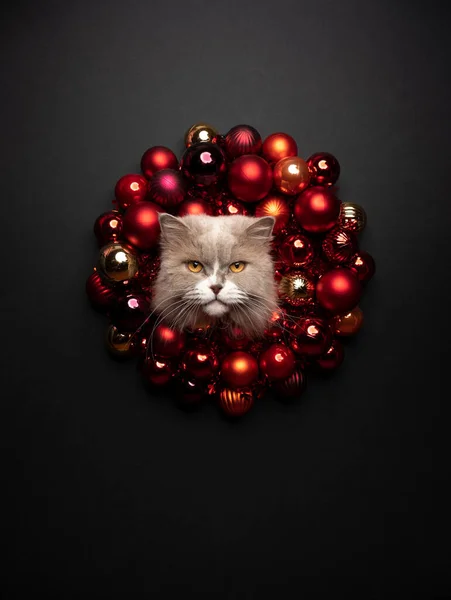 Katt xmas kort porträtt med kopieringsutrymme. Sticker huvudet genom julkransen — Stockfoto