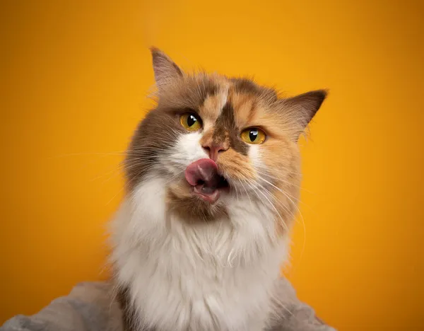 Голодный британский длинноволосый кот облизывает губы, любопытно глядя в камеру. — стоковое фото