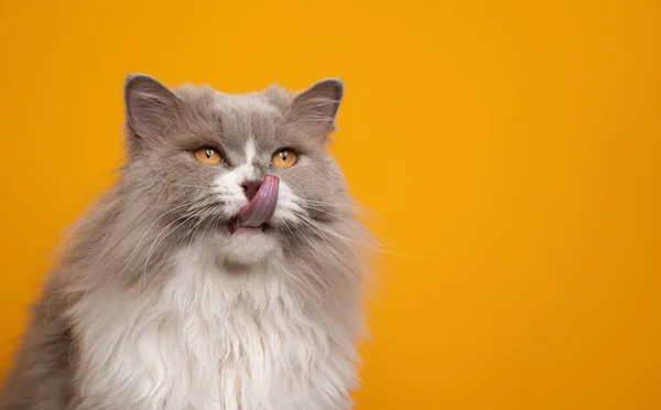 Lila vit brittisk långhårig katt med gula ögon hungrig slicka läppar — Stockfoto