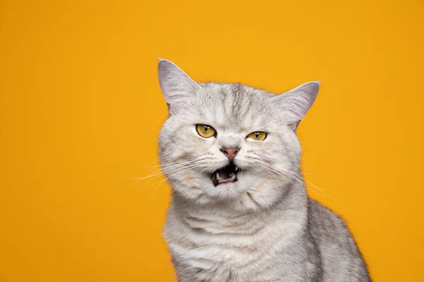 Сварливая британская короткошерстная кошка делает смешное лицо мяукая на желтом фоне — стоковое фото