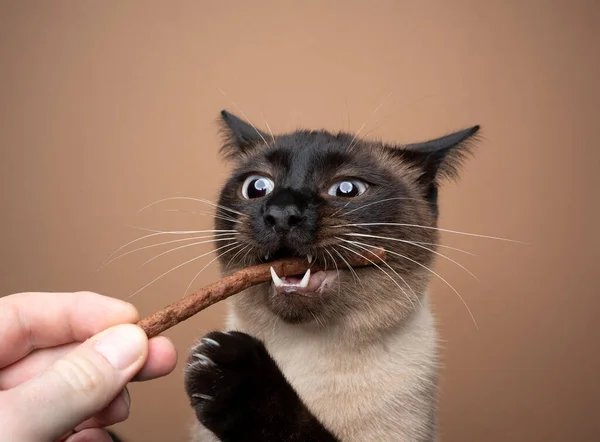 Mão alimentação fome ponto de foca siamês gato com doces vara — Fotografia de Stock