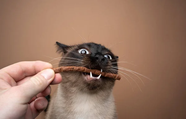 Hand feeding siamese cat making funny face — Stock Photo, Image