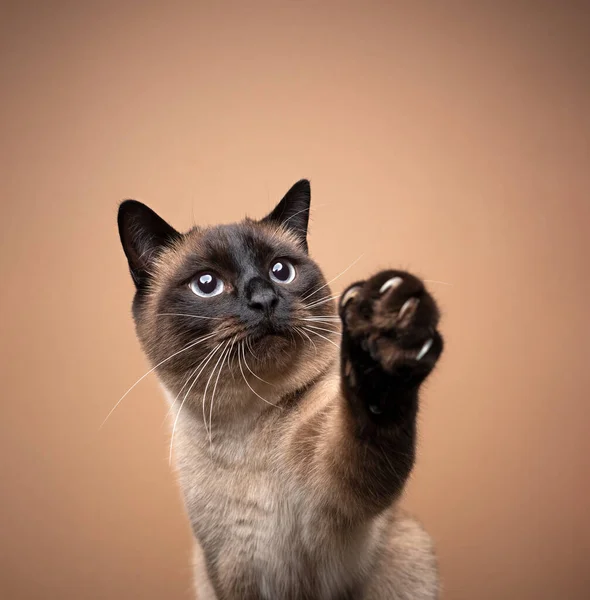 Curious siamese cat raising paw showing claws on brown background — Stock Photo, Image