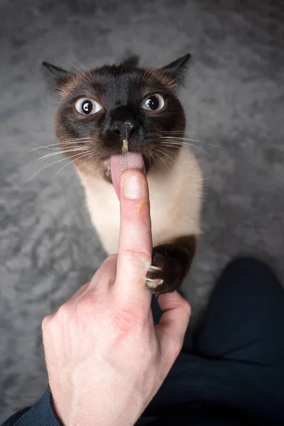 Codicioso siamés gato lamiendo trata apagado dedo — Foto de Stock