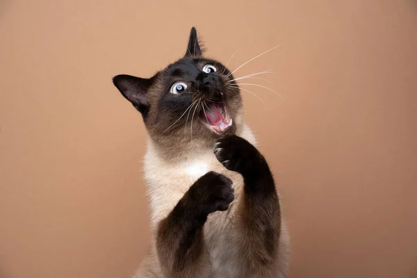 Sziámi macska játék gyártás vicces arc -val száj nyitott — Stock Fotó