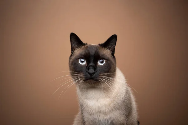 Ritratto del gatto siamese su sfondo marrone chiaro con spazio copia — Foto Stock