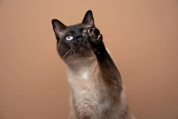 Παιχνιδιάρικη σιαμαία γάτα που σηκώνει το πόδι κοιτάζοντας ψηλά δείχνοντας νύχια — Φωτογραφία Αρχείου