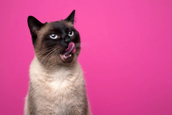 Hladový siamský kočka lízání rty vzhlíží na růžové nebo fialové pozadí — Stock fotografie
