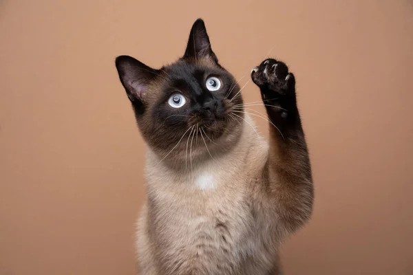Παιχνιδιάρικο siamese γάτα ανύψωσης πόδι δείχνει νύχια σε καφέ φόντο — Φωτογραφία Αρχείου