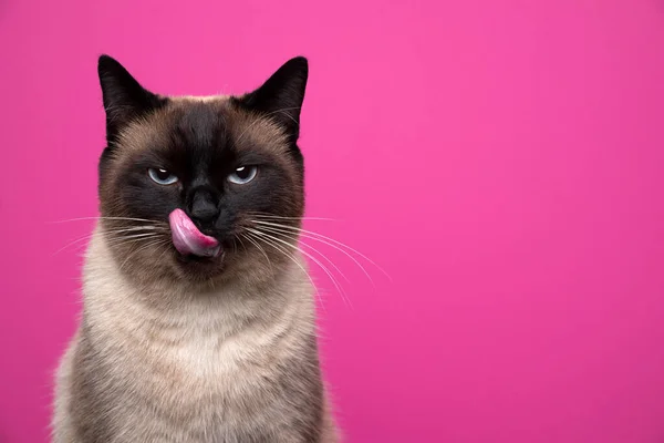 Тюлень сиамский голодный кот облизывает губы портрет на розовом фоне — стоковое фото