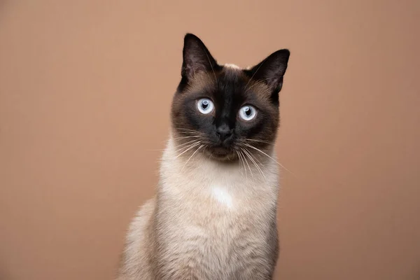 Gatto siamese guardando la fotocamera ritratto su sfondo marrone — Foto Stock