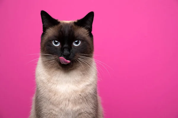 Seal point siamese cat looking at camera hungry licking lips on pink background — Stock Photo, Image