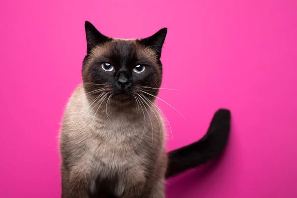 Pieczęć punkt syjamski kot portret na różowy lub magenta tło — Zdjęcie stockowe