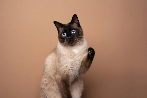 Playful siamese cat raising paw on brown background — Stock Photo, Image